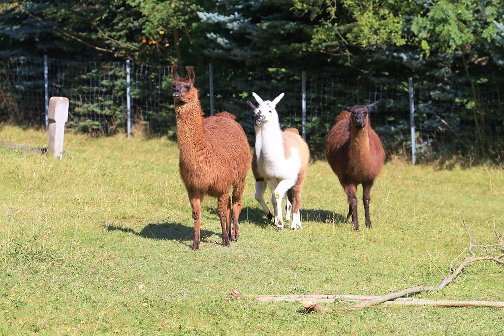 lamas